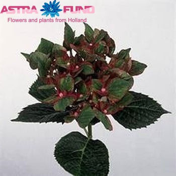 Hydrangea macrophylla 'Green Star' zdjęcie