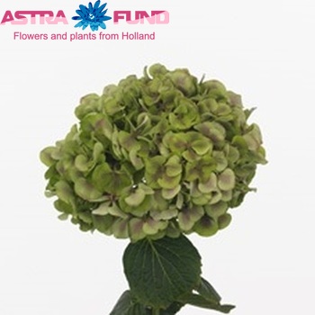 Hydrangea macrophylla 'Harlekijn' (classic) foto