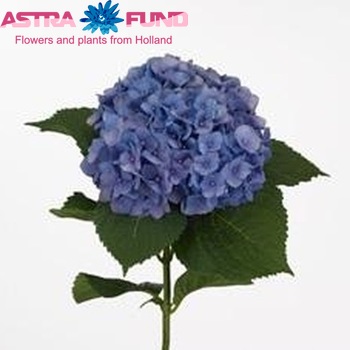 Hydrangea macrophylla 'Hilde Moorhof' Foto