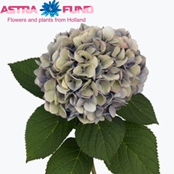 Hydrangea macrophylla 'Hilde Moorhof' (classic) foto