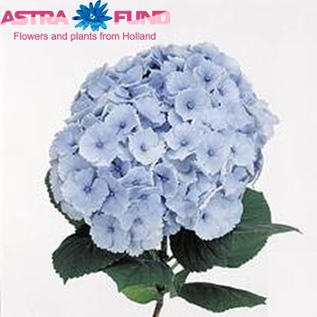 Hydrangea macrophylla Hovaria Homigo foto