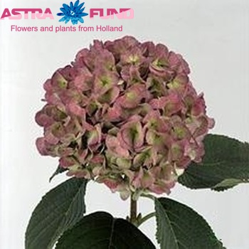 Hydrangea macrophylla Hovaria Homigo (classic) zdjęcie