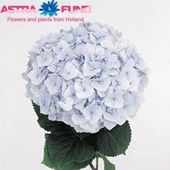 Hydrangea macrophylla Hovaria Hopaline (blauw) photo