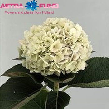 Hydrangea macrophylla Hovaria Hopaline (classic) photo