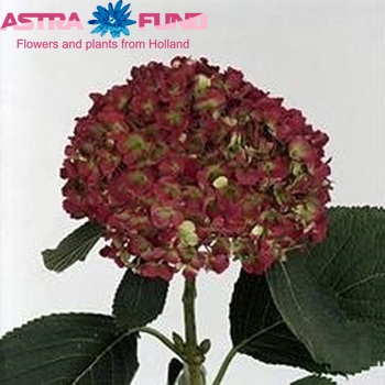 Hydrangea macrophylla Hovaria Hopaline (classic rood) zdjęcie