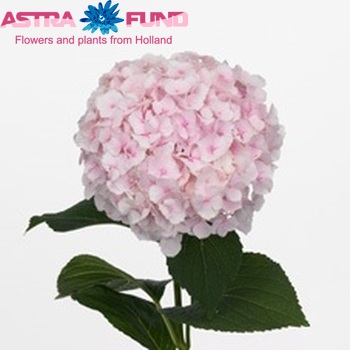 Hydrangea macrophylla Hovaria Hopaline (roze) Foto