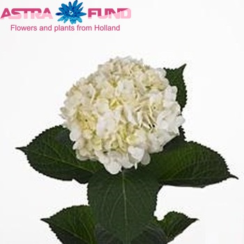 Hydrangea macrophylla 'Ivoor' foto