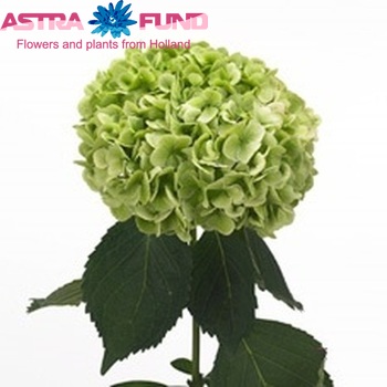 Hydrangea macrophylla 'Ivoor' (classic) foto