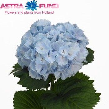 Hydrangea macrophylla 'Lolly Pop' (blauw) Foto