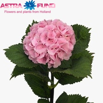 Hydrangea macrophylla 'Lolly Pop' (roze) Foto