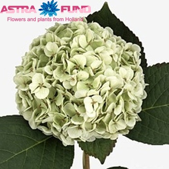 Hydrangea macrophylla 'Madame Emile Moulliere' (classic groen) Foto