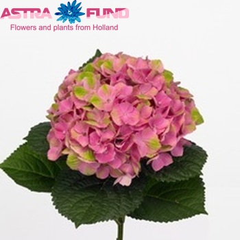 Hydrangea macrophylla Magical Amethyst Foto