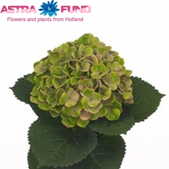 Hydrangea macrophylla Magical Amethyst (groen) photo