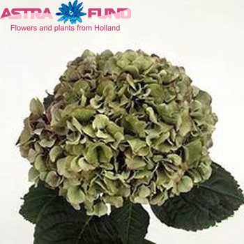 Hydrangea macrophylla Magical Brilliant (classic) photo