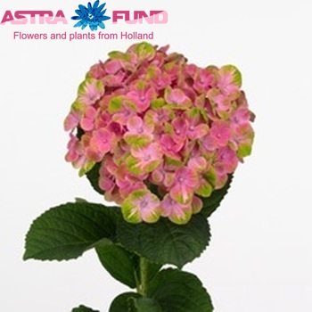 Hydrangea macrophylla Magical Coral photo