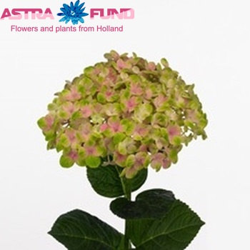 Hydrangea macrophylla Magical Coral (класика) фото