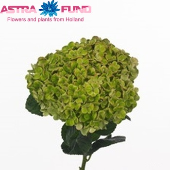 Hydrangea macrophylla Magical Coral (groen) photo