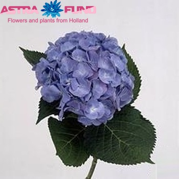 Hydrangea macrophylla Magical Diamond (blauw) photo