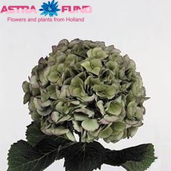 Hydrangea macrophylla Magical Diamond (classic) foto