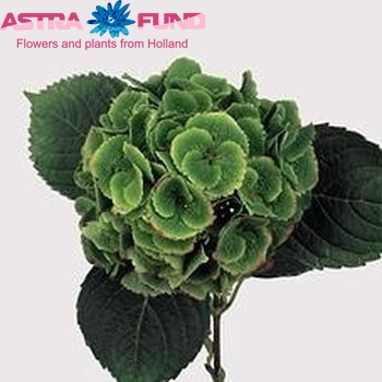 Hydrangea macrophylla Magical Emerald (classic) photo