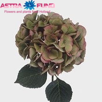 Hydrangea macrophylla Magical Garnet (класика) фото