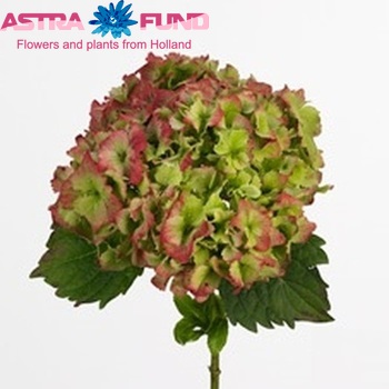 Hydrangea macrophylla Magical Jade (classic) photo