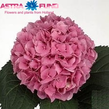 Hydrangea macrophylla Magical Jewel photo