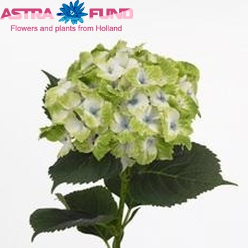 Hydrangea macrophylla Magical Noblesse zdjęcie