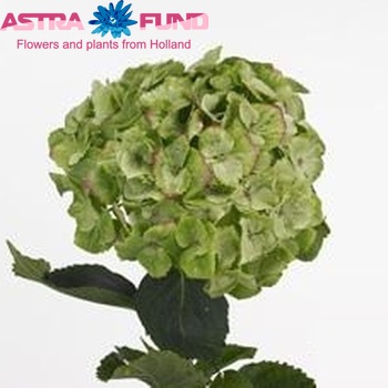 Hydrangea macrophylla Magical Noblesse (classic) foto