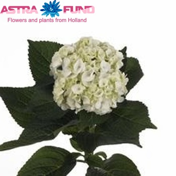 Hydrangea macrophylla Magical Pearl (classic) photo