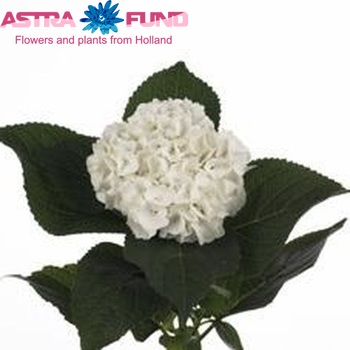 Hydrangea macrophylla Magical Pearl (wit) Foto