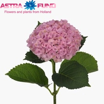 Hydrangea macrophylla Magical Revolution photo