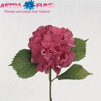 Hydrangea macrophylla Magical Ruby photo