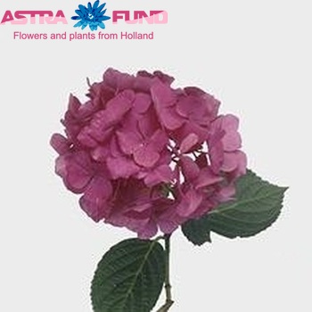 Hydrangea macrophylla Magical Sapphire photo