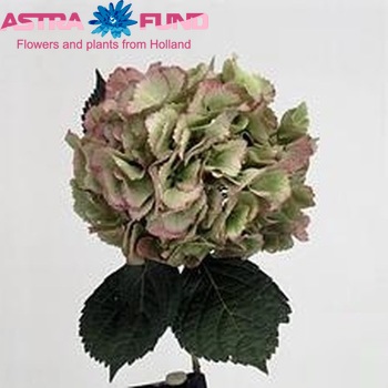 Hydrangea macrophylla Magical Topaz (classic) photo