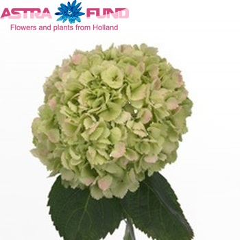 Hydrangea macrophylla Magical Veronique (classic) zdjęcie