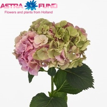 Hydrangea macrophylla 'Mammoet' (classic) Foto