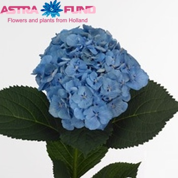 Hydrangea macrophylla 'Margarita' (blauw) foto