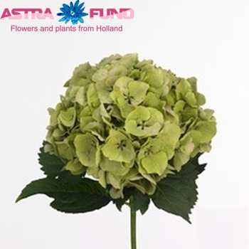 Hydrangea macrophylla 'Margarita' (classic) Foto