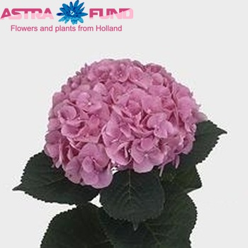 Hydrangea macrophylla 'Marsepein' foto