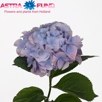 Hydrangea macrophylla 'Marsepein' (blauw) foto