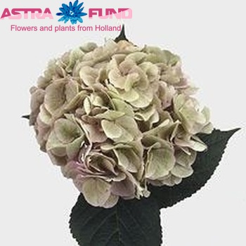 Hydrangea macrophylla 'Marsepein' (класична) фото