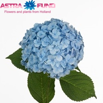 Hydrangea macrophylla 'Nikko Blue' zdjęcie