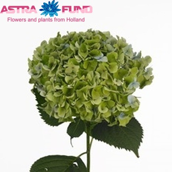 Hydrangea macrophylla 'Nikko Blue' (classic) Foto