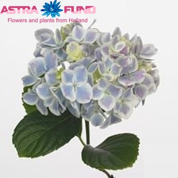 Hydrangea macrophylla Peppermint zdjęcie