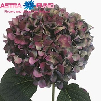 Hydrangea macrophylla 'Pimpernel' (classic) foto