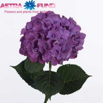 Hydrangea macrophylla 'Purple Haze' foto