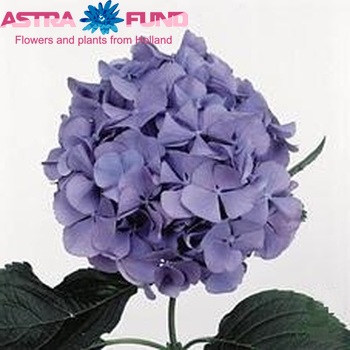 Hydrangea macrophylla 'Renate Steiniger' (blauw) foto