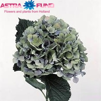 Hydrangea macrophylla 'Renate Steiniger' (classic) foto