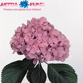 Hydrangea macrophylla 'Renate Steiniger' (roze) foto